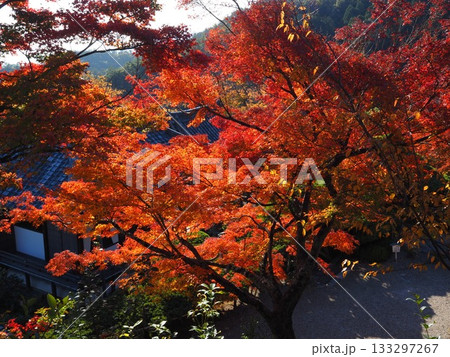 善峯寺の紅葉 133297267