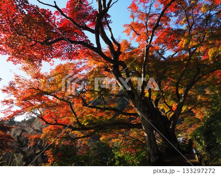 善峯寺の紅葉 133297272