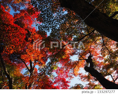 善峯寺の紅葉 133297277