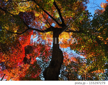 善峯寺の紅葉 善峯寺の紅葉 133297279
