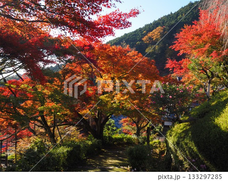 善峯寺の紅葉 善峯寺の紅葉 133297285