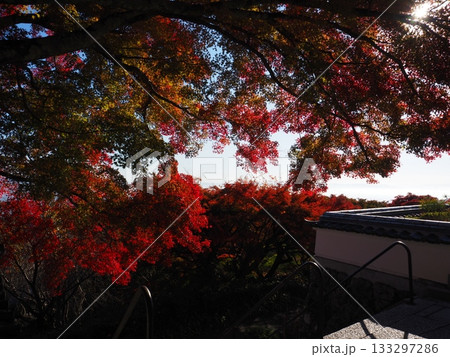 善峯寺の紅葉 133297286