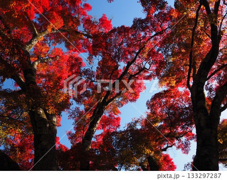 善峯寺の紅葉 133297287