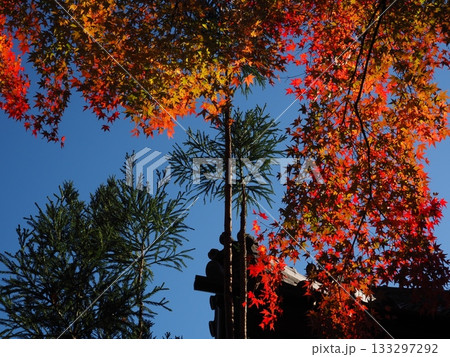善峯寺の紅葉 133297292