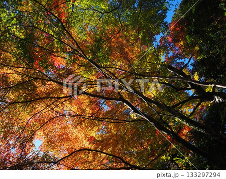善峯寺の紅葉 善峯寺の紅葉 133297294