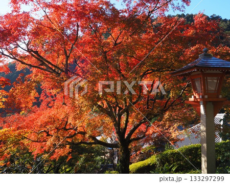 善峯寺の紅葉 133297299