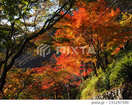 善峯寺の紅葉 133297300