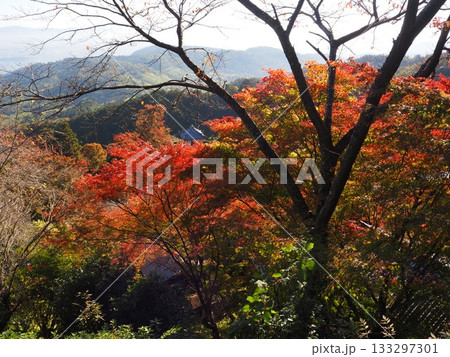 善峯寺の紅葉 133297301