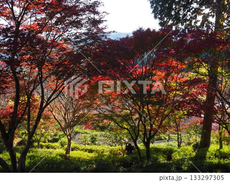 善峯寺の紅葉 133297305