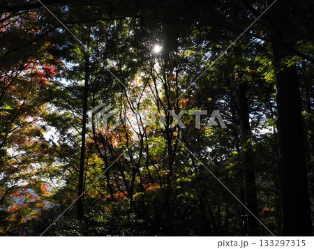 善峯寺の紅葉 善峯寺の紅葉 133297315