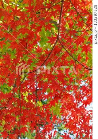秋の色に染まった紅葉 133297328