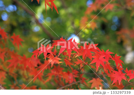秋の色に染まった紅葉 秋の色に染まった紅葉 133297339