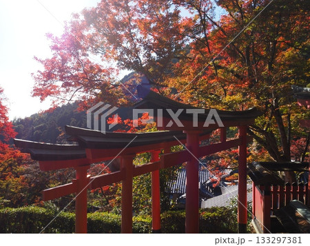 善峯寺の紅葉 133297381