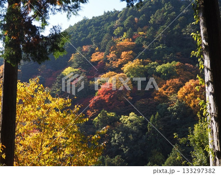善峯寺の紅葉 133297382