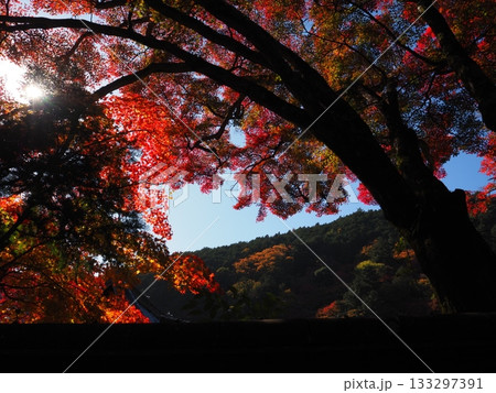 善峯寺の紅葉 善峯寺の紅葉 133297391