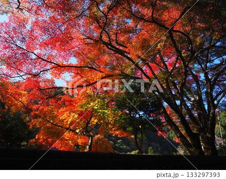 善峯寺の紅葉 善峯寺の紅葉 133297393