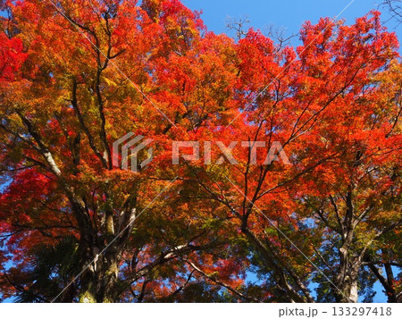 善峯寺の紅葉 133297418