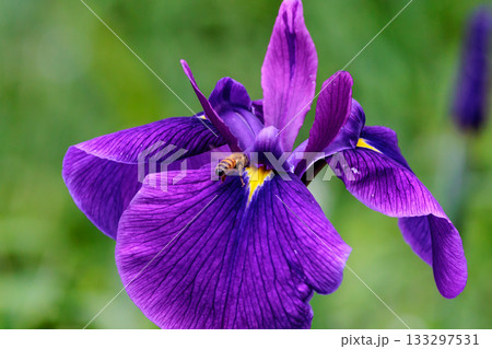 池沼や溝の浅い水中に生える多年草のショウブ 133297531