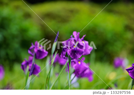 池沼や溝の浅い水中に生える多年草のショウブ 133297556