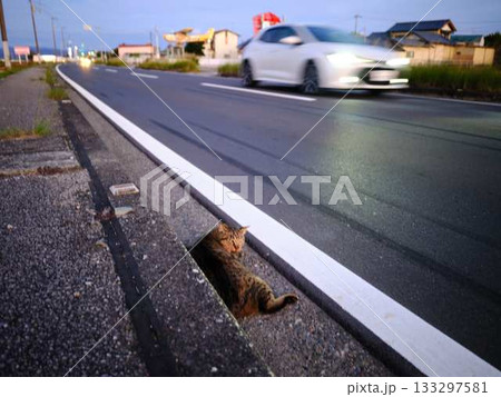 道で寝ている危ない猫　交通事故 133297581