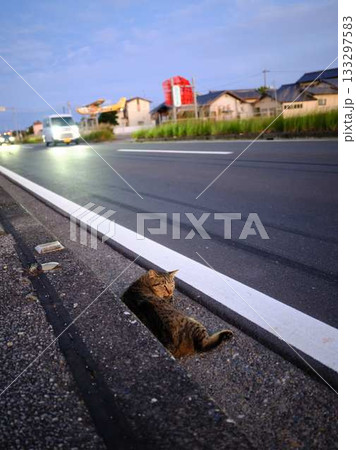 道で寝ている危ない猫 交通事故 道で寝ている危ない猫 交通事故 133297583