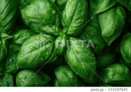 Fresh Green Basil Leaves with Water Drops Close-Up for Culinary and Herbal Use Fresh Green Basil Leaves with Water Drops Close-Up for Culinary and Herbal Use 133297645