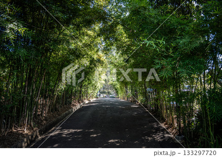 Soft daylight filters through tall bamboo, creating a calm tunnel of green above the quiet path. The scene feels peaceful and inviting as it leads toward an open, sunlit space. 133297720