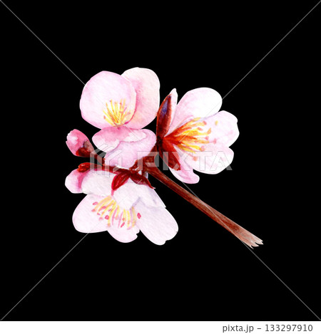 Cherry blossom branch with delicate pink petals and soft gradients. Hand-painted watercolor clip art isolated on black, perfect for spring decor, wedding invitations, Asian design, or floral projects 133297910