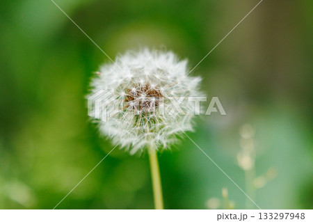 春の野草として身近な存在の黄色いタンポポ 133297948