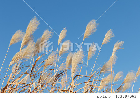 風に揺れるススキ 風に揺れるススキ 133297963