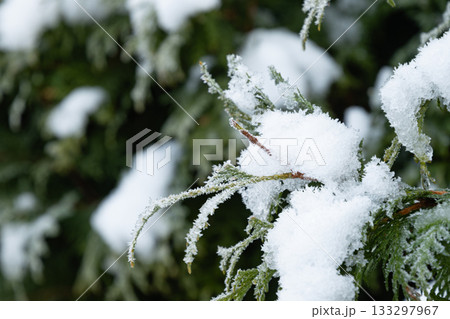 Snow-Covered Evergreen branches of thuja. Winter solstice. Close up. Cold weather. Snow-Covered Evergreen branches of thuja. Winter solstice. Close up. Cold weather. 133297967