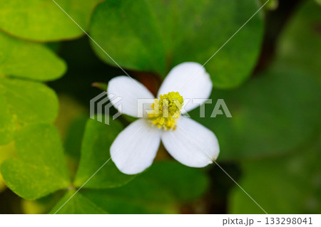 民間薬として毒下しの薬効があることからこの名が付いたドクダミ 133298041