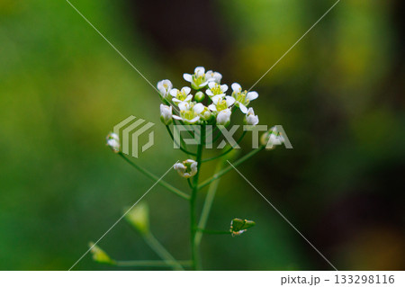 春の七草の一つ　ナズナ 133298116