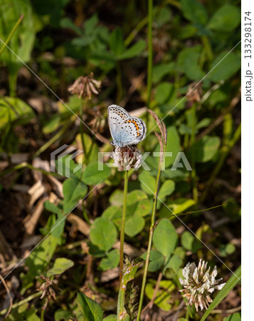 ヒメシジミ 133298174