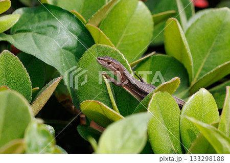 日本固有のトカゲ　ニホンカナヘビ 133298188
