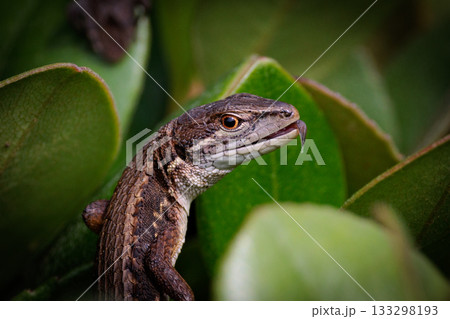 日本固有のトカゲ ニホンカナヘビ 日本固有のトカゲ ニホンカナヘビ 133298193