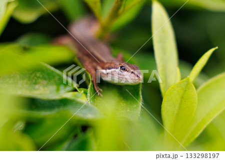 日本固有のトカゲ　ニホンカナヘビ 133298197