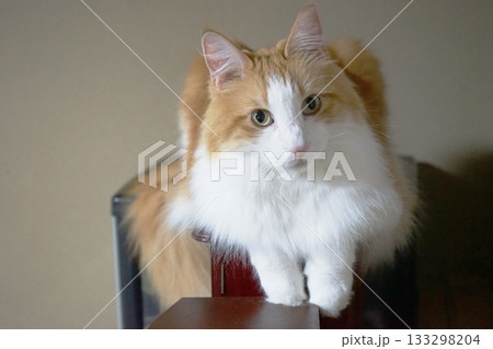 見つめる猫 133298204