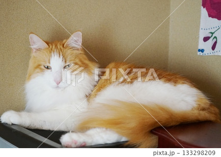 座る猫 座る猫 133298209