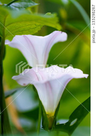 万葉の頃から愛されたヒルガオ 133298267