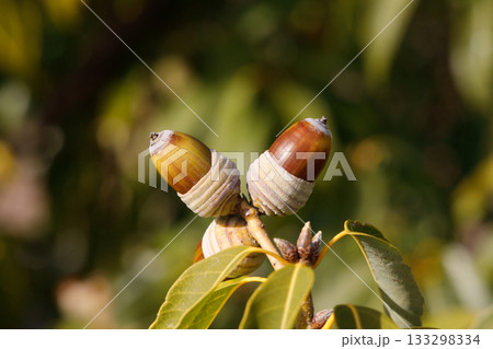 ドングリ シラカシ 133298334