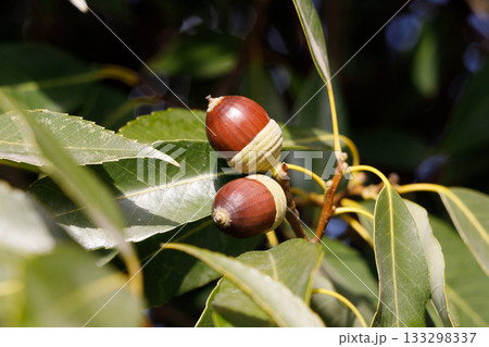 ドングリ シラカシ 133298337