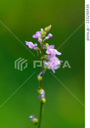 ウンランに似た花を咲かせ、芯が強い、喜び、輝きが花言葉のマツバウンラン ウンランに似た花を咲かせ、芯が強い、喜び、輝きが花言葉のマツバウンラン 133298436