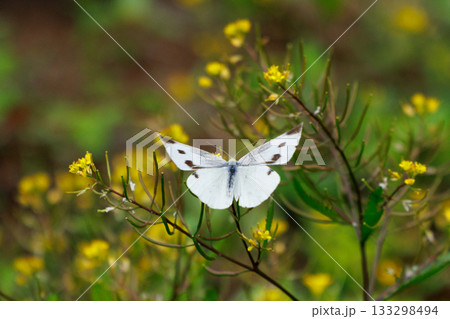 ひらひらと舞う白い妖精　モンシロチョウ 133298494