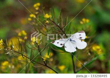 ひらひらと舞う白い妖精　モンシロチョウ 133298495