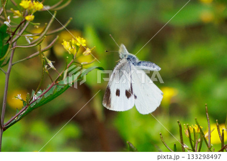 ひらひらと舞う白い妖精　モンシロチョウ 133298497