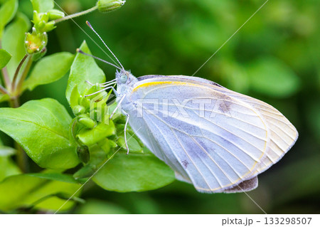 ひらひらと舞う白い妖精 モンシロチョウ ひらひらと舞う白い妖精 モンシロチョウ 133298507