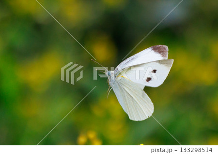 ひらひらと舞う白い妖精 モンシロチョウ ひらひらと舞う白い妖精 モンシロチョウ 133298514