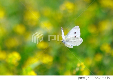 ひらひらと舞う白い妖精　モンシロチョウ 133298519
