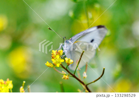 ひらひらと舞う白い妖精 モンシロチョウ ひらひらと舞う白い妖精 モンシロチョウ 133298529